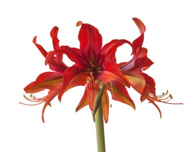 Blooming Hippeastrum (amaryllis) Bogota, Cybister, Spider Group beyaz arka planda izole edildi
