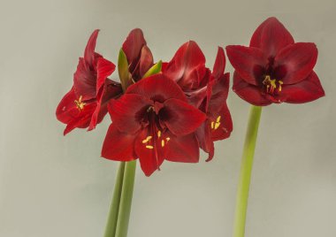 Gri bir arka planda iki burunlu kırmızı hipotenüs (amaryllis)