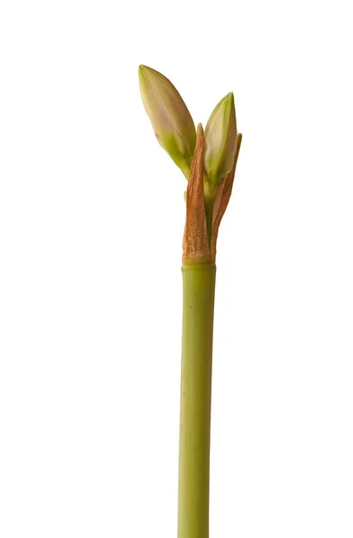 Bud Amaryllis Hippeastrum Gruppo Galassie Doppie Elvas Sfondo Bianco Isolato — Foto Stock