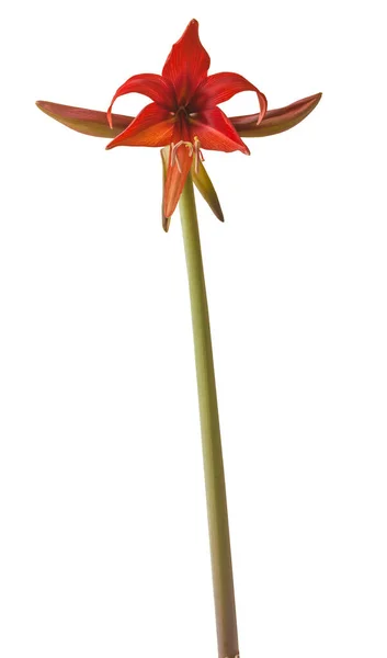 Blooming Hippeastrum Amaryllis Bogota Cybister Spider Group White Background Isolated — Stock Photo, Image