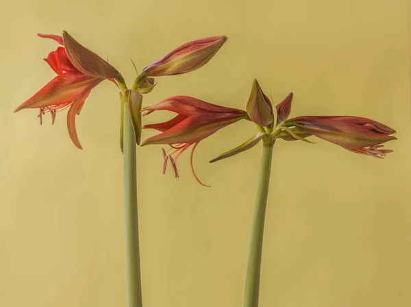 Bloeiende Hippeastrum Amaryllis Bogota Cybister Spinnengroep Groene Achtergrond — Stockfoto