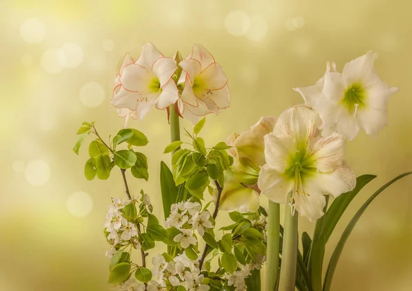 Fondo Primavera Con Hippeastrum Floreciente Amarilis Galaxy Group Princes Claire —  Fotos de Stock