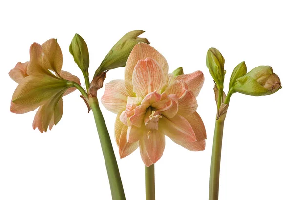 Blooming Hippeastrum Amaryllis Double Galaxy Grp Exotic Nymph White Background — Stock Photo, Image
