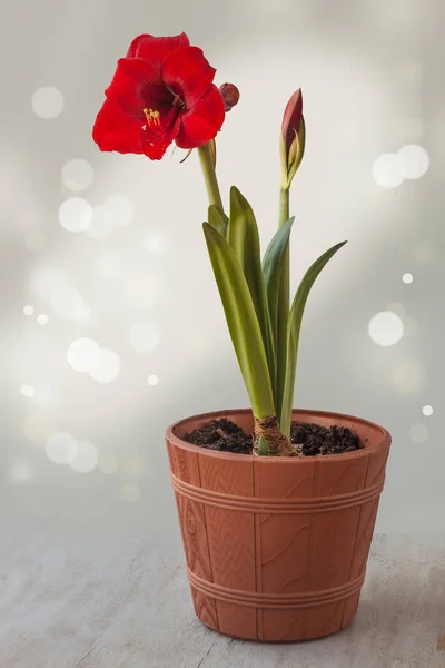 Crimson Hippeastrum Amaryllis Plastic Pot Gray Background Blurred Bokeh Background — Stock Photo, Image