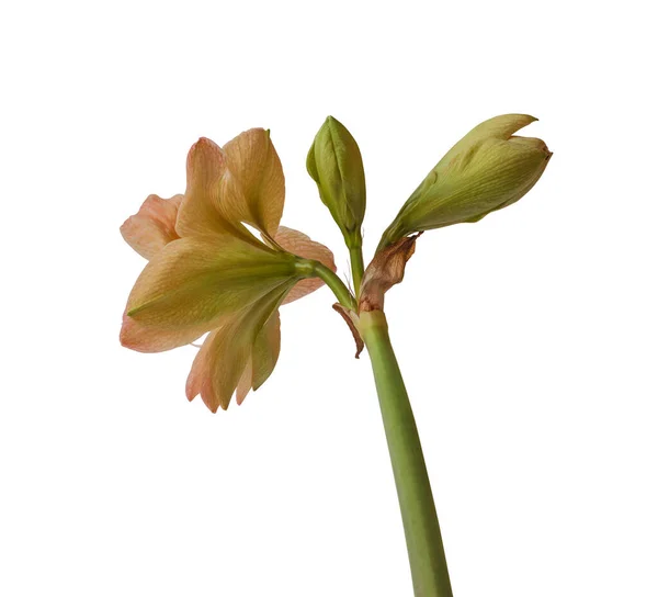 Blooming Hippeastrum Amaryllis Double Galaxy Grp Exotic Nympf White Background — Stock Photo, Image