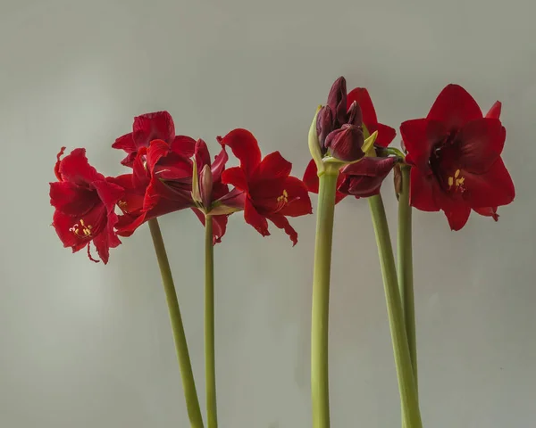 Comparison Flowering Three Varieties Hippeastrum Amaryllis Carmen Fire Dancer Dynamite — Stock Photo, Image