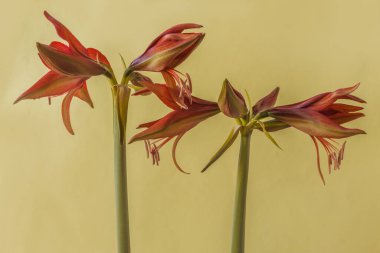 Yeşil arka planda Blooming Hippeastrum (amaryllis) Bogota, Cybister, Spider Group