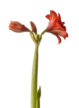 Çiçek açan kırmızı Büyük çift hiperastrum (amaryllis) Beyaz zemin üzerinde Kırmızı Tavuskuşu izole