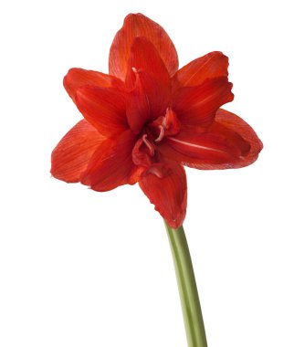 Çiçek açan kırmızı Büyük çift hiperastrum (amaryllis) Beyaz zemin üzerinde Kırmızı Tavuskuşu izole