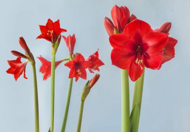 Çiçek açan küçük çiçekli Multiflora Hippeastrum (amaryllis) 
