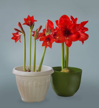 Çiçek açan küçük çiçekli Multiflora Hippeastrum (amaryllis) 