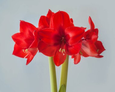 Gri arkaplanda çiçek açan kırmızı Hippeastrum (amaryllis)