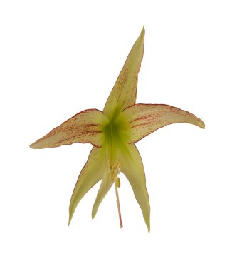 Beyaz arka planda Bogota, Cybister, Spider Group, açık çiçek Hippeastrum (amaryllis). Düz yatıyordu