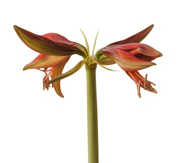 Blooming Hippeastrum (amaryllis) Bogota, Cybister, Spider Group beyaz arka planda izole edildi