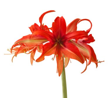 Beyaz arka planda çiçek açan kırmızı Hippeastrum (amaryllis) Bogota, Cybister, Örümcek Grubu izole edildi