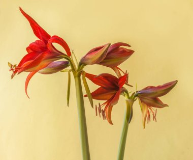 Yeşil arka planda Blooming Hippeastrum (amaryllis) Bogota, Cybister, Spider Group
