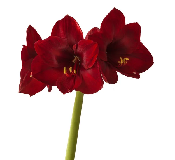 Hippeastrum Rouge Foncé Fleurs Amaryllis Galaxy Group Carmen Sur Fond — Photo