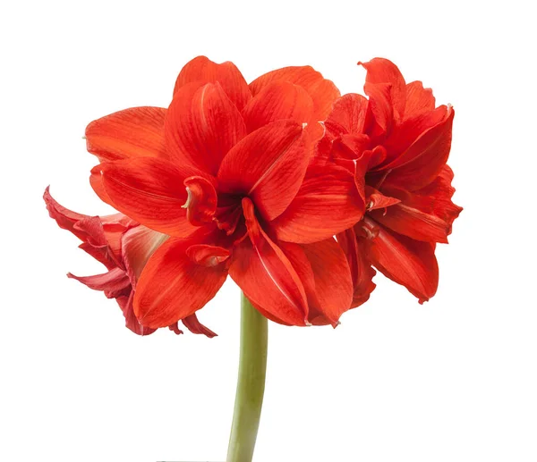 Çiçek Açan Kırmızı Büyük Çift Hiperastrum Amaryllis Beyaz Zemin Üzerinde — Stok fotoğraf
