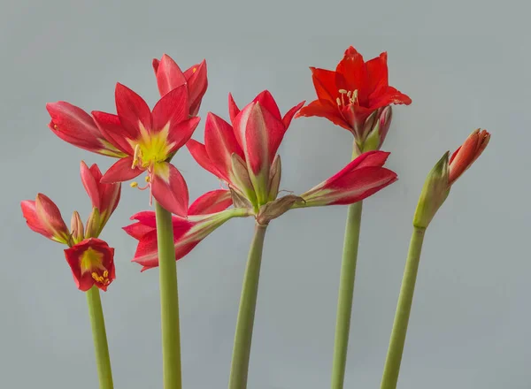 Blommande Småblommiga Multiflora Hippeastrum Amaryllis Randig Trädgård Och Red Garden — Stockfoto