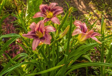 Mamaliga veya mamalyga - Romanya, Moldova ve Batı Ukrayna 'da geleneksel olarak sarı mısır unundan veya grattan yapılan lapa. Düz yatıyordu