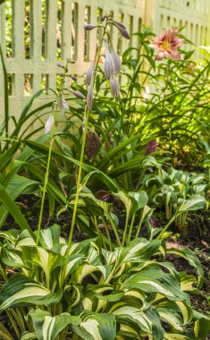 Çiçek açan ev sahibi 'Amazone' beyaz çizgili ve bahçedeki çitin yanında gündüz vakti 