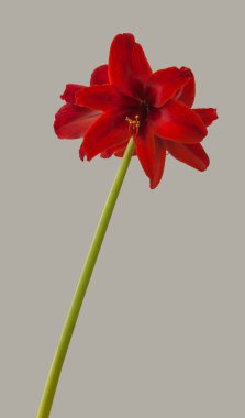 Çiçekli koyu kırmızı küçük çiçekli (sonatini) hippeastrum (amaryllis) 