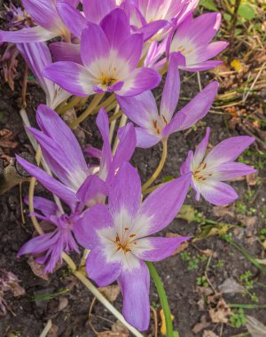 Sonbaharda bahçede çiçek açan kolşiyum sonbaharı ya da çıplak kadın. Düz yatıyordu