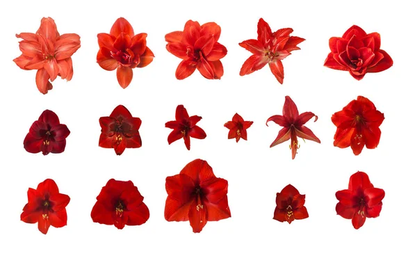 Blooming Red Hippeastrum Amarillis White Background Isolated — Stock Photo, Image