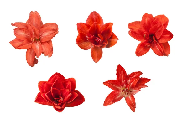 Set Double Red Hippeastrum Amaryllis Ballerina Cherry Nympf Red Peacock — Stock Photo, Image