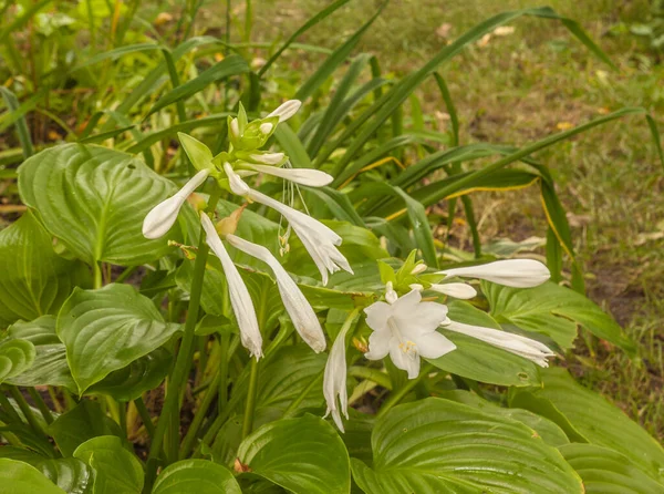 Germogli Fiori Hosta Plantaginea Giardino — Foto Stock