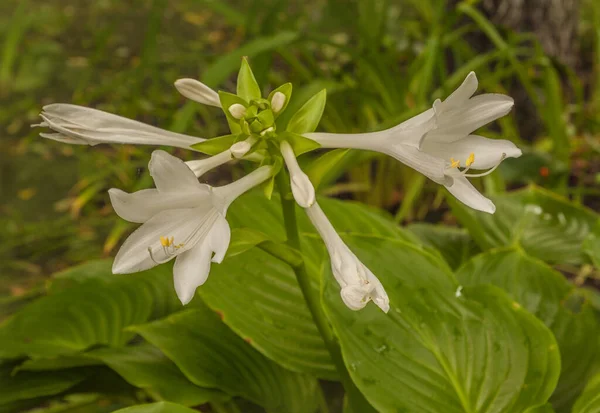 Germogli Fiori Hosta Plantaginea Giardino — Foto Stock