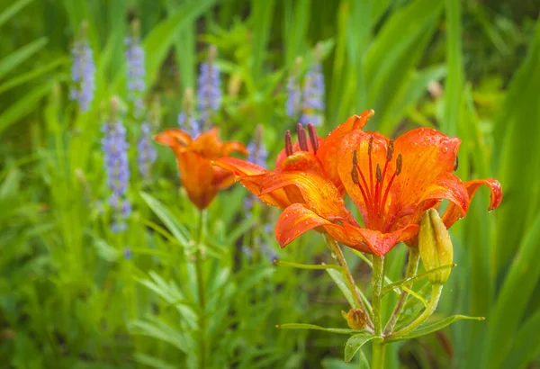 Azafrán Lirios Lilium Dahuricum Lilium Pensylvanicum Brote Sobre Fondo Naturalmente — Foto de Stock