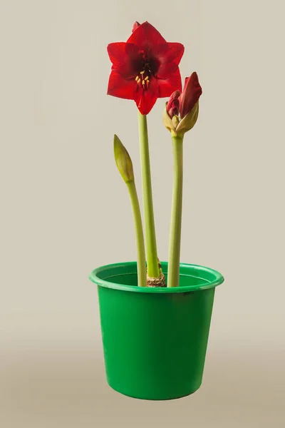 淡紅色の小花を咲かせるヒポストラム アマリリス 灰色の背景に緑色のポット状のダイナミックライト — ストック写真