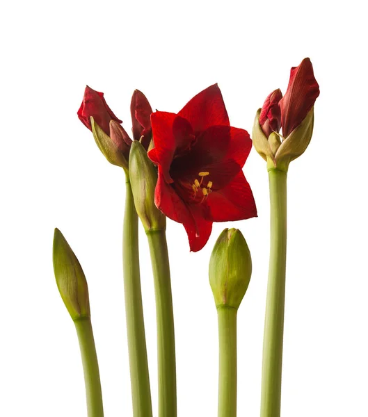 Bloeiende Kleinbloemige Donkerrode Hippeastrum Amaryllis Dynamiet Een Witte Achtergrond Geïsoleerd — Stockfoto