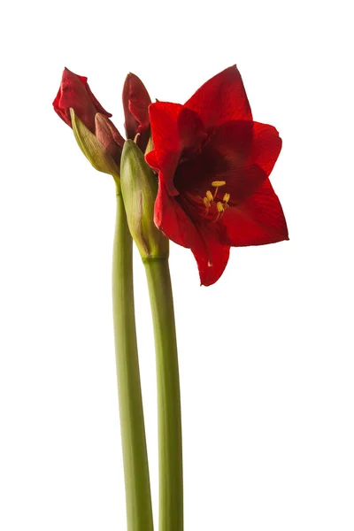 Blooming Small Flowered Dark Red Hippeastrum Amaryllis Dynamite White Background — Stock Photo, Image
