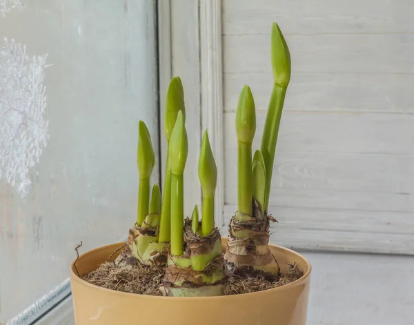 Knop Van Hippeastrum Amaryllis Grootbloemige Blootstelling Aan Het Raam Winter — Stockfoto