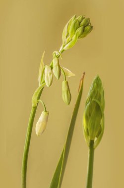 Yeşil arka planda çiçek açan yaz sümbülü veya pelerin sümbülü (Galtonia adayları). Seçici odak. 