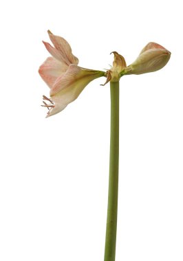 Bud Hippeastrum (amaryllis) Galaksi Grubu 