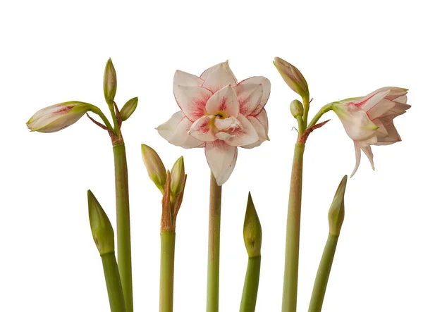 Bud Och Blommor Amaryllis Hippeastrum Elvas Vit Bakgrund Isolerad — Stockfoto