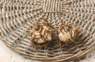 İlkbaharda dikmeden önce filizle çember oluşturmak için iki Asya Melezi zambak soğanı.