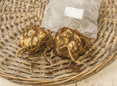 İlkbaharda dikmeden önce filizle çember oluşturmak için iki Asya Melezi zambak soğanı.