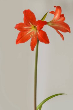 Çiçek açan turuncu hybr Amaryllis (Hippeastrum) 
