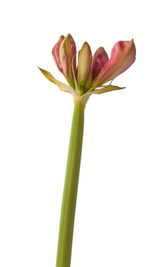 Beyaz arka planda çiçek açan leylak veya pembe Amaryllis (Hippeastrum) Galaxy Grubu 