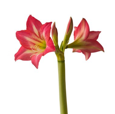 Beyaz arka planda çiçek açan hippeastrum (amaryllis) Elmas Grubu 