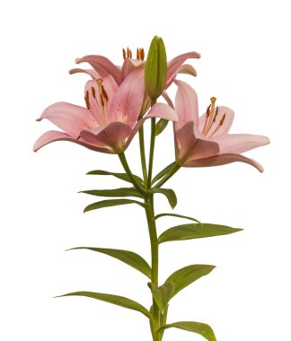 Genişleyen pembe LA-melezleri (Longiflorum Asiatic) Brindisi, beyaz arka planda izole edilmiş