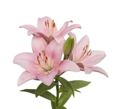 Genişleyen pembe LA-melezleri (Longiflorum Asiatic) Brindisi, beyaz arka planda izole edilmiş