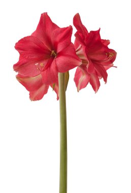 Beyaz arka planda çiçek açan koyu pembe Amaryllis (Hippeastrum) Galaksi Grubu 