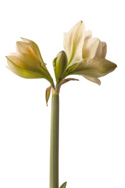 Genişleyen Hippeastrum (amaryllis) Çift Galaxy Grp 