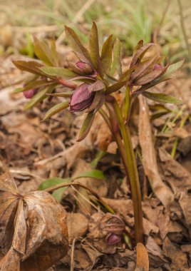 Bahar bahçesindeki yaprakların arka planında çiçek açan karabataklar.