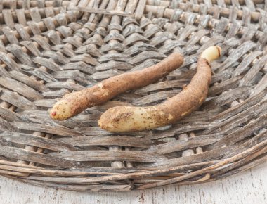 Baharda uyanma noktası olan görkemli yumru. 